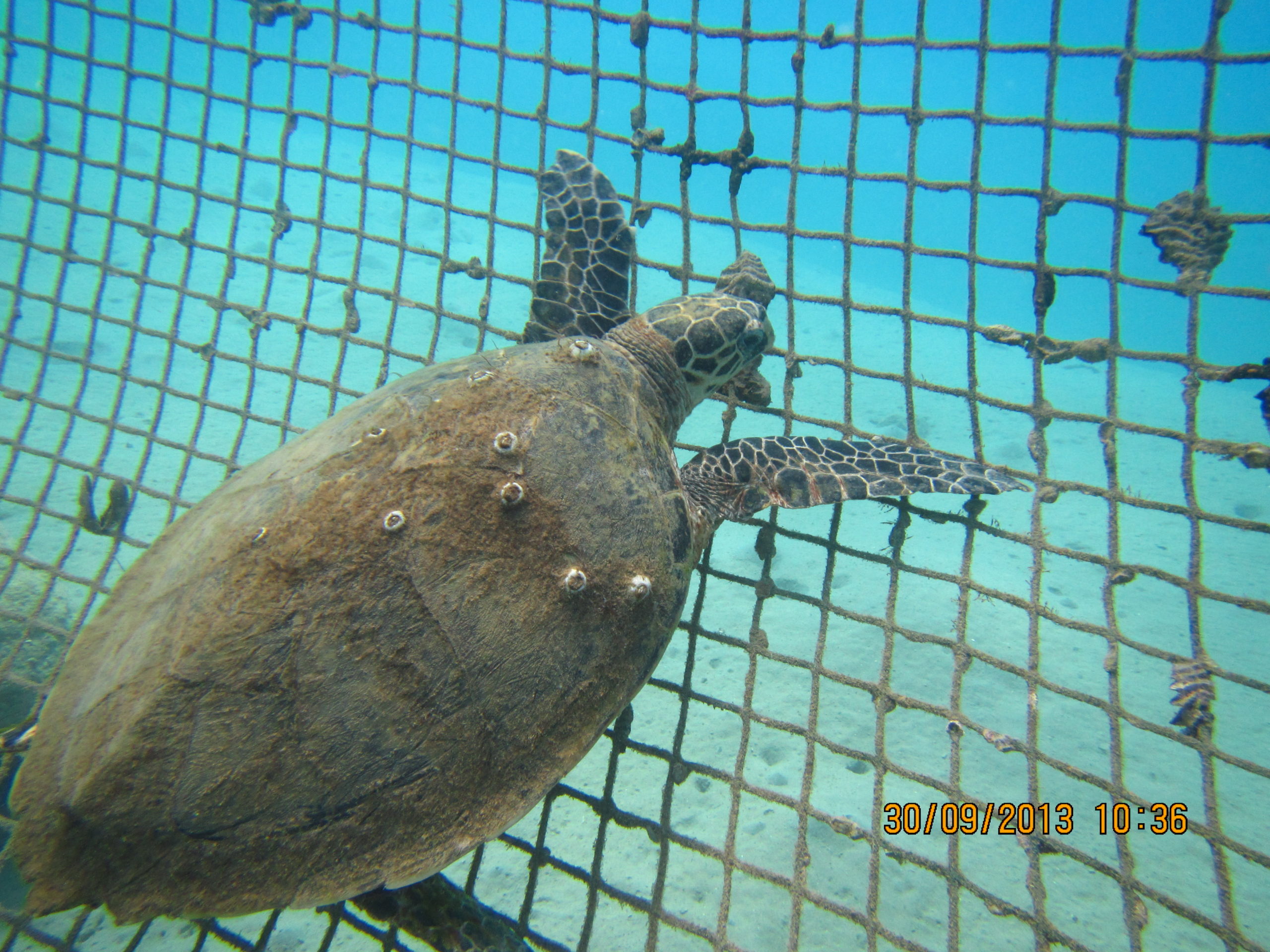 سلاحف البحر الاحمر | Red sea turtles